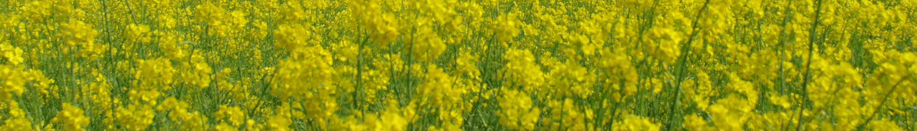 キカイのカラダ